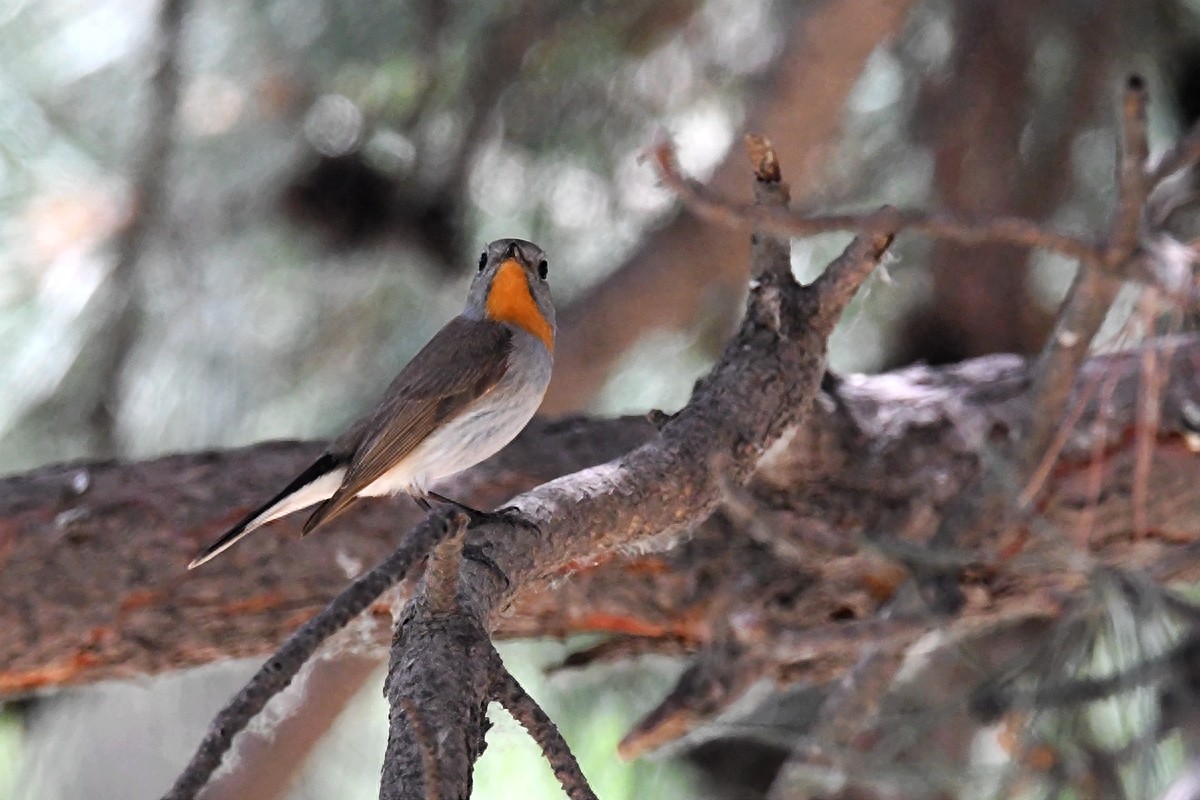 北京喜爱的宠物鸟,有着悦耳动听叫声的蓝点颏