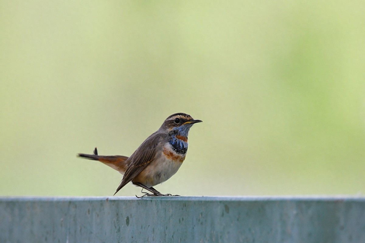 北京喜爱的宠物鸟,有着悦耳动听叫声的蓝点颏