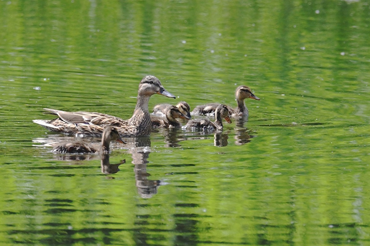 北京喜爱的宠物鸟,有着悦耳动听叫声的蓝点颏