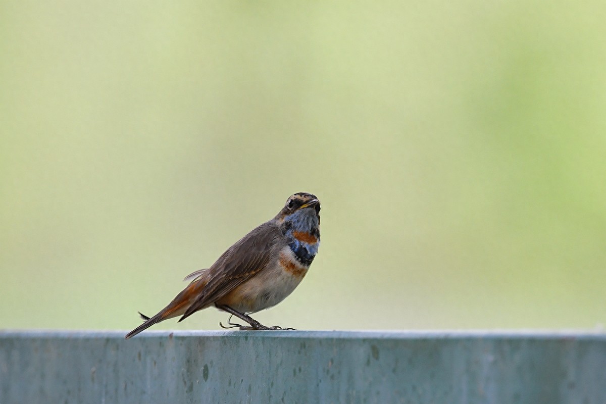 北京喜爱的宠物鸟,有着悦耳动听叫声的蓝点颏