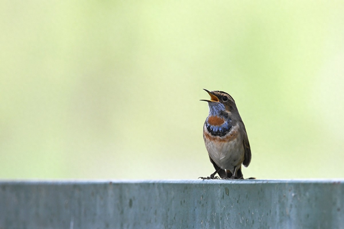 北京喜爱的宠物鸟,有着悦耳动听叫声的蓝点颏