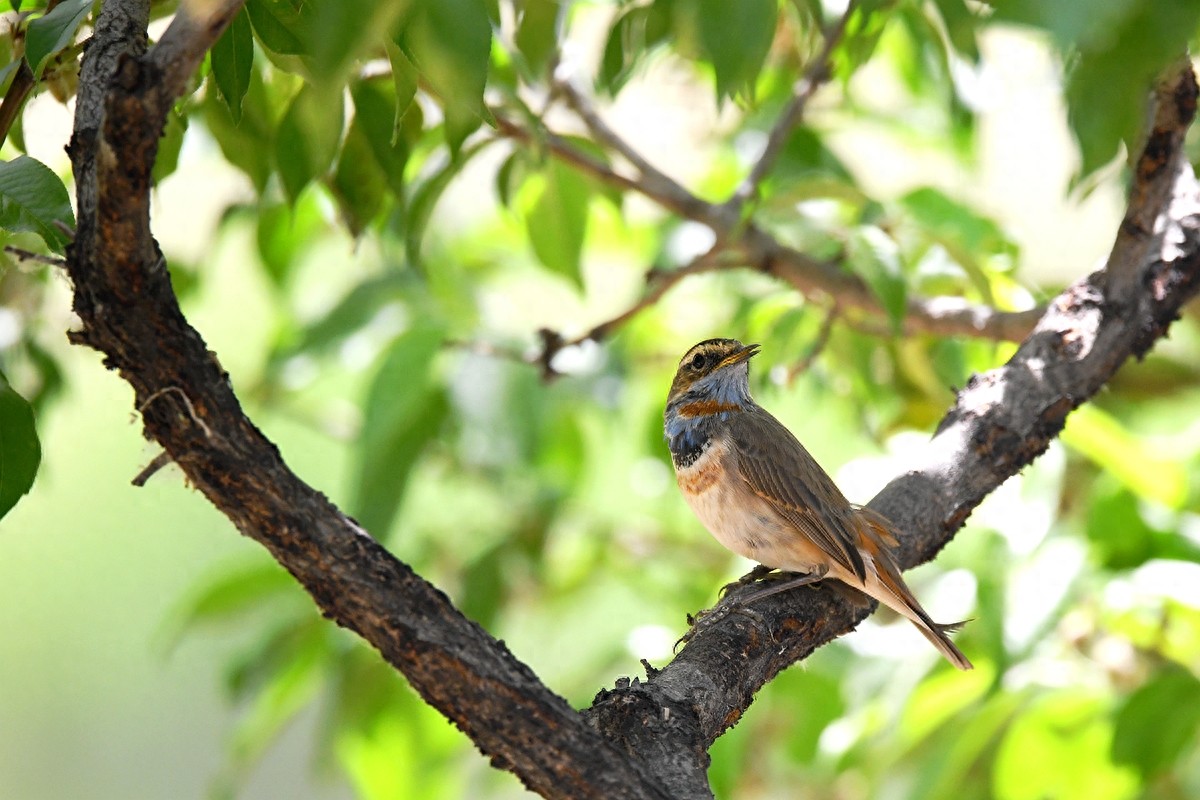 北京喜爱的宠物鸟,有着悦耳动听叫声的蓝点颏