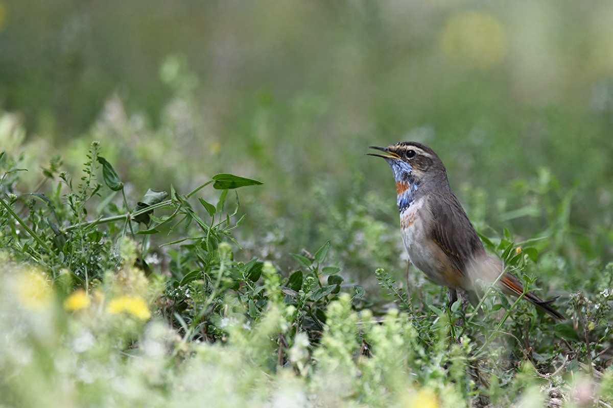 北京喜爱的宠物鸟,有着悦耳动听叫声的蓝点颏