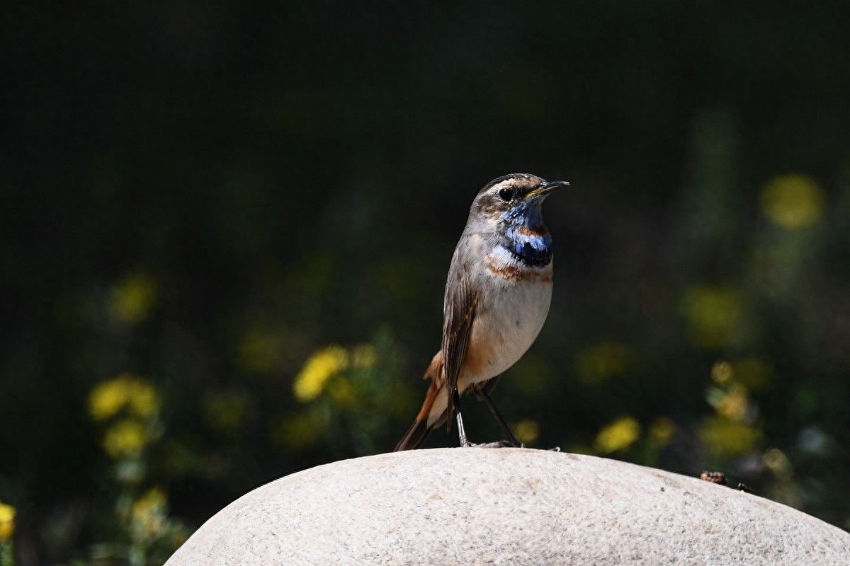 北京喜爱的宠物鸟,有着悦耳动听叫声的蓝点颏
