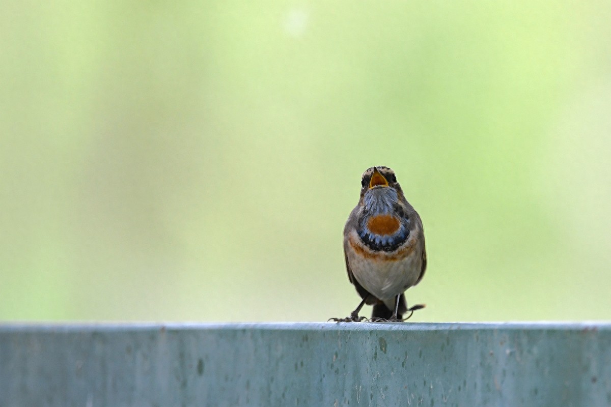 北京喜爱的宠物鸟,有着悦耳动听叫声的蓝点颏