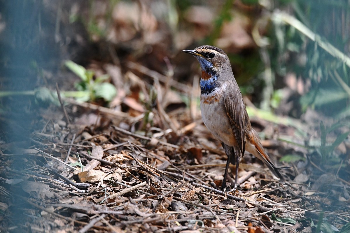 北京喜爱的宠物鸟,有着悦耳动听叫声的蓝点颏