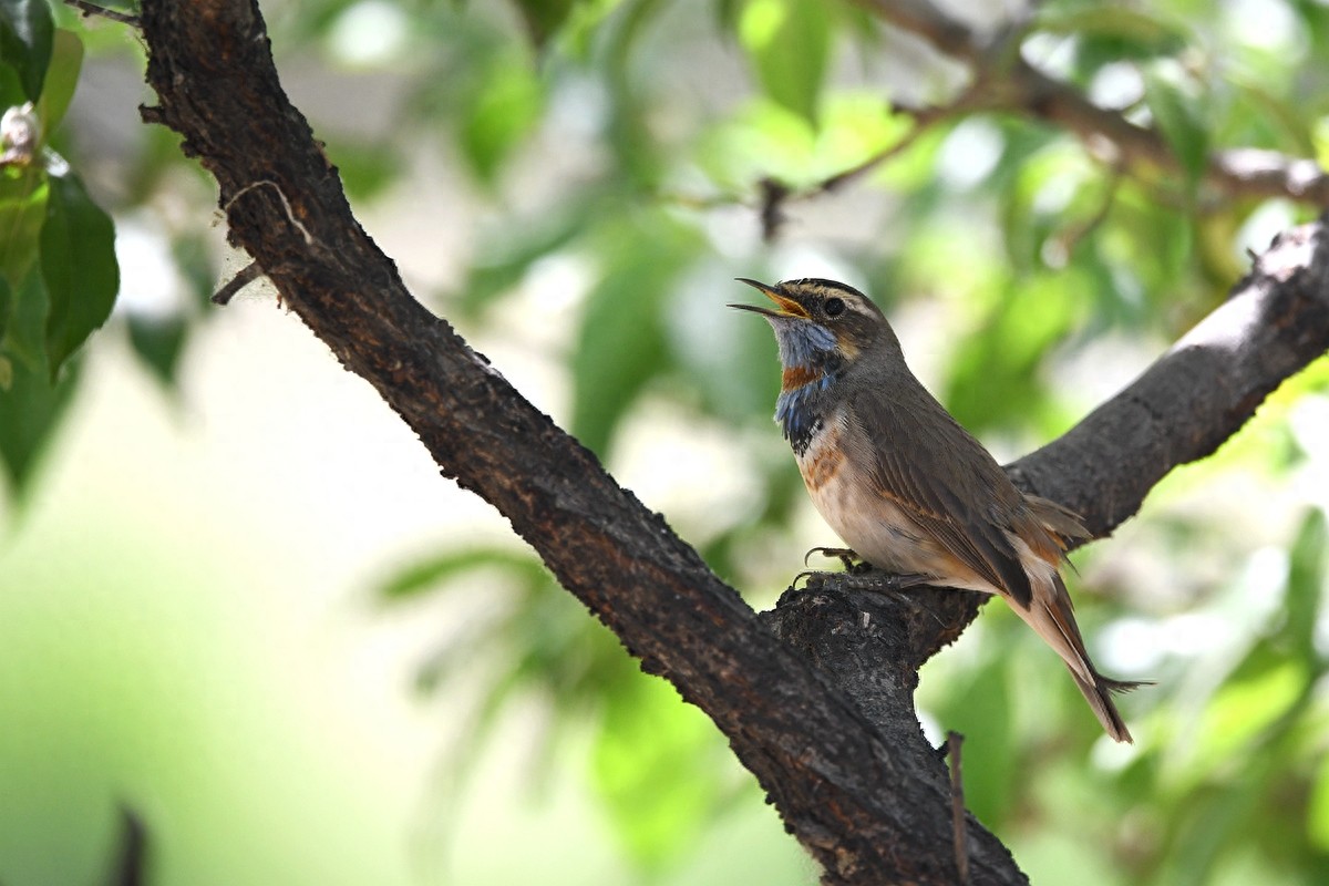北京喜爱的宠物鸟,有着悦耳动听叫声的蓝点颏