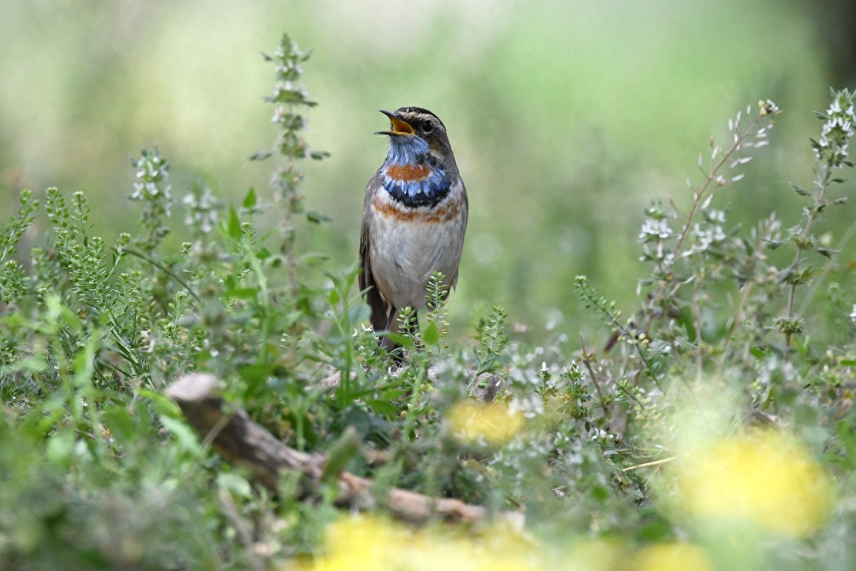 北京喜爱的宠物鸟,有着悦耳动听叫声的蓝点颏