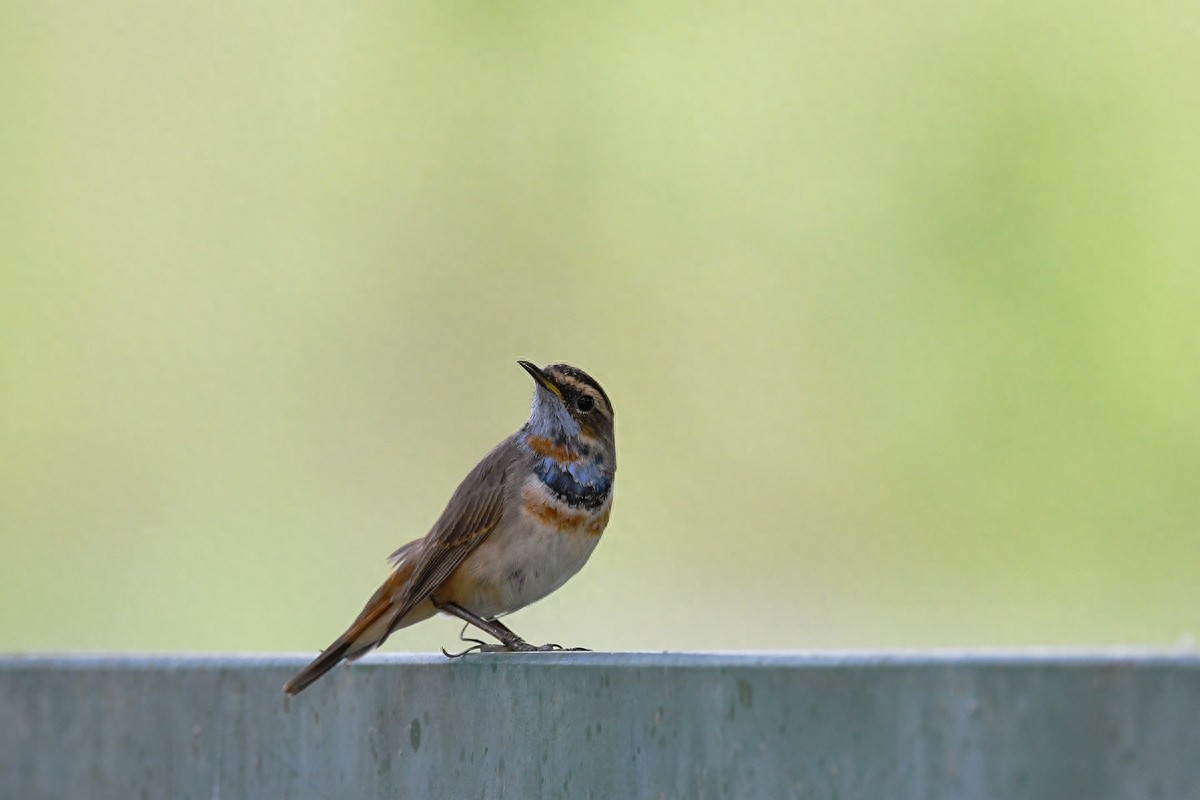 北京喜爱的宠物鸟,有着悦耳动听叫声的蓝点颏