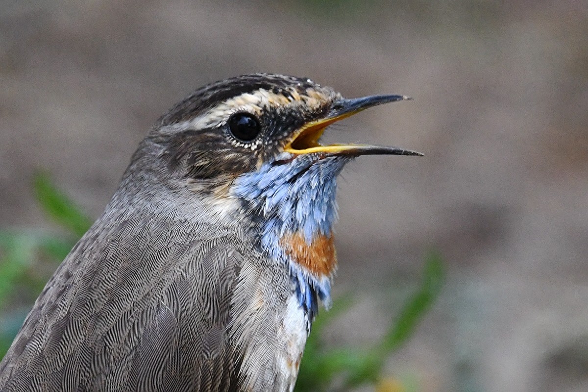 北京喜爱的宠物鸟,有着悦耳动听叫声的蓝点颏