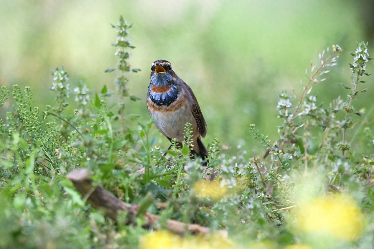 北京喜爱的宠物鸟,有着悦耳动听叫声的蓝点颏