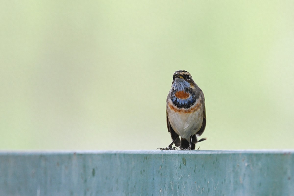 北京喜爱的宠物鸟,有着悦耳动听叫声的蓝点颏