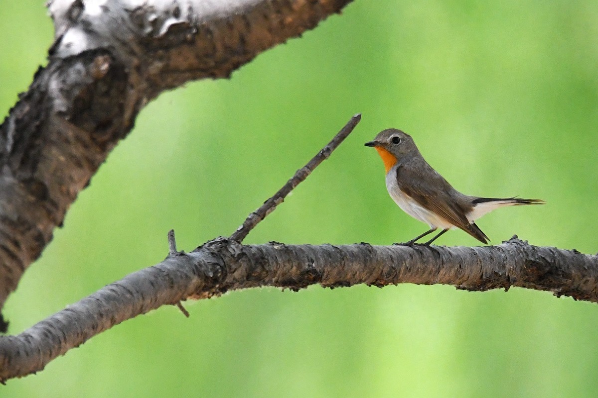 北京喜爱的宠物鸟,有着悦耳动听叫声的蓝点颏