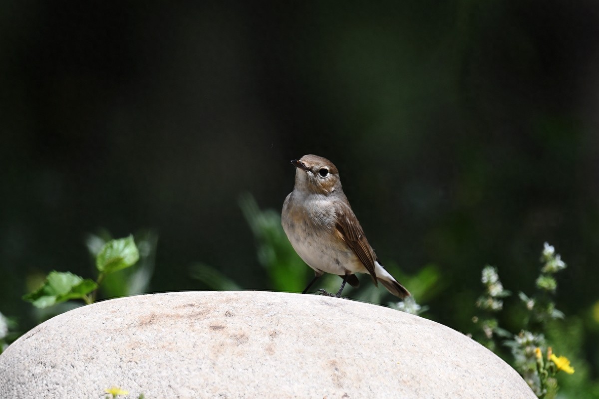 北京喜爱的宠物鸟,有着悦耳动听叫声的蓝点颏