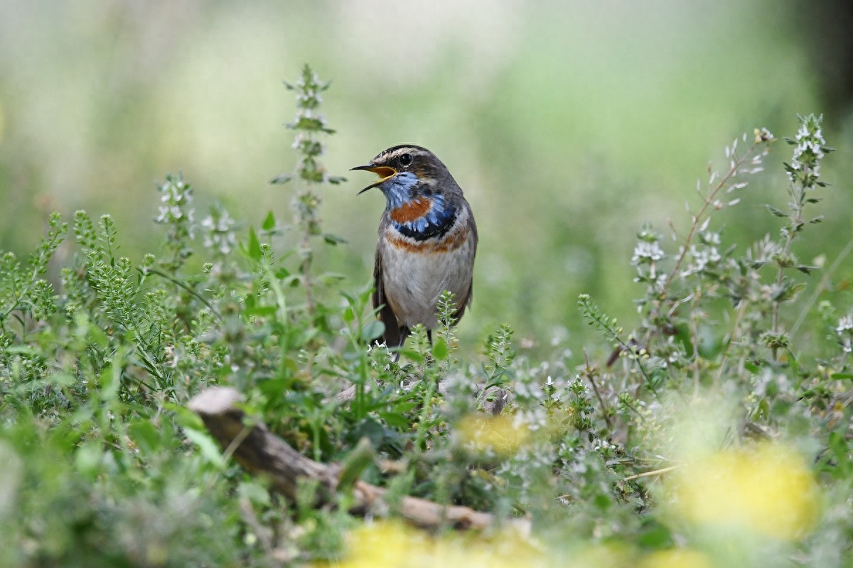 北京喜爱的宠物鸟,有着悦耳动听叫声的蓝点颏