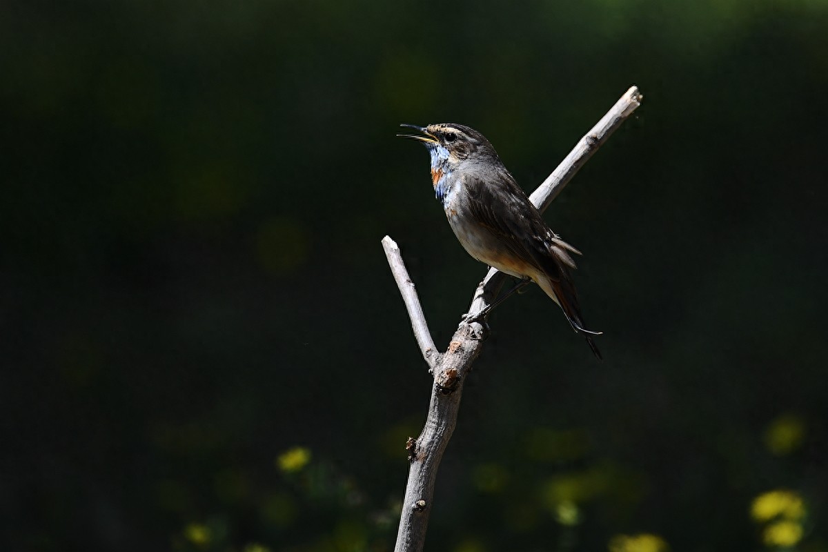 北京喜爱的宠物鸟,有着悦耳动听叫声的蓝点颏