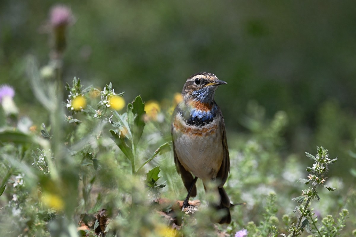 北京喜爱的宠物鸟,有着悦耳动听叫声的蓝点颏