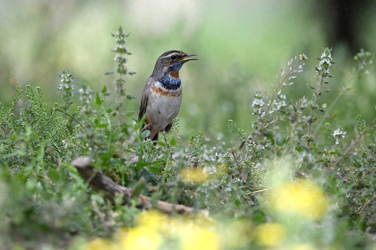 北京喜爱的宠物鸟,有着悦耳动听叫声的蓝点颏