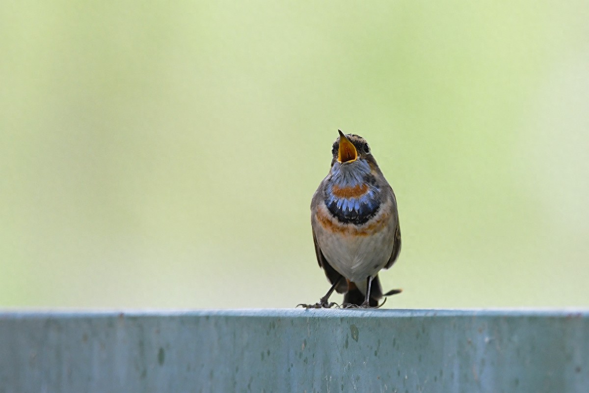 北京喜爱的宠物鸟,有着悦耳动听叫声的蓝点颏