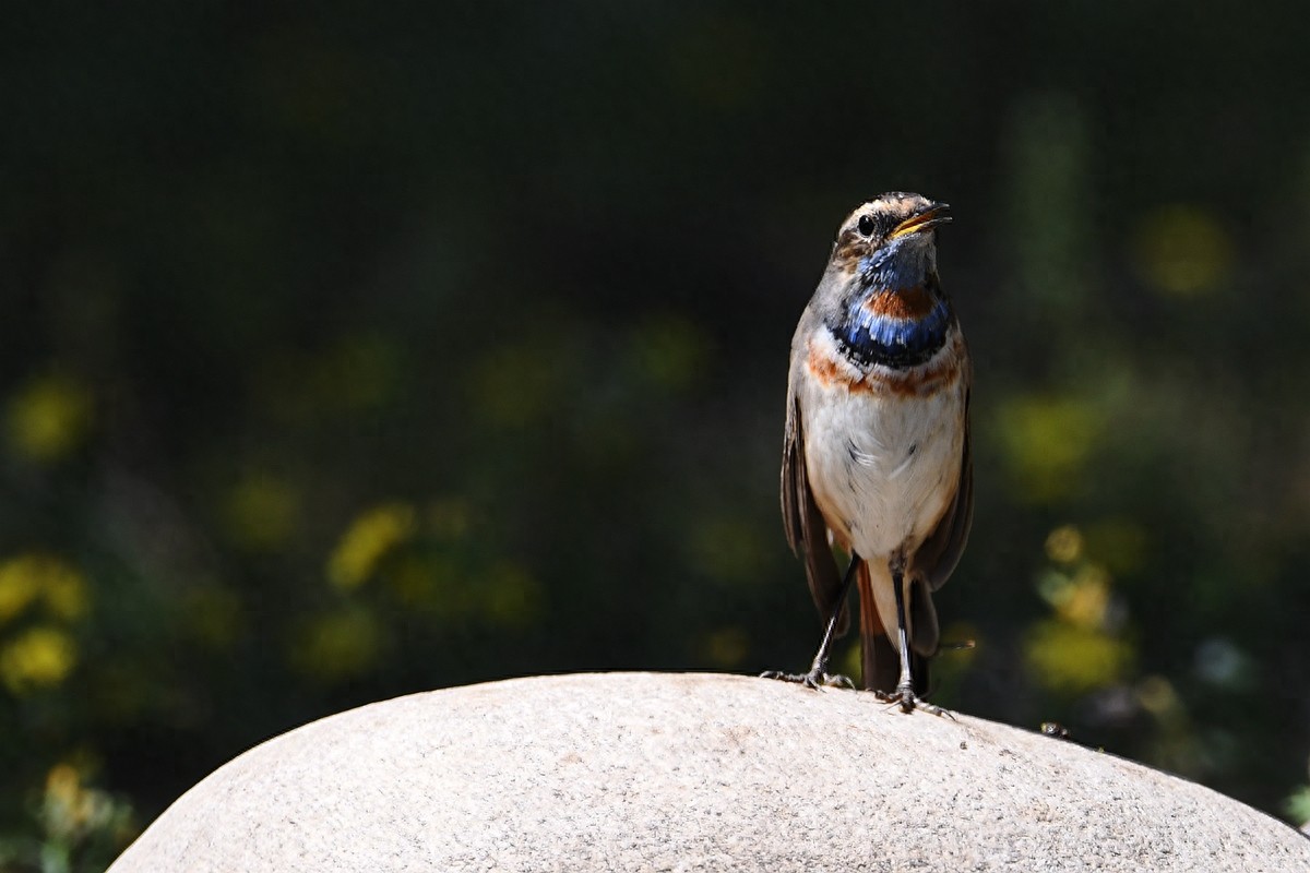 北京喜爱的宠物鸟,有着悦耳动听叫声的蓝点颏