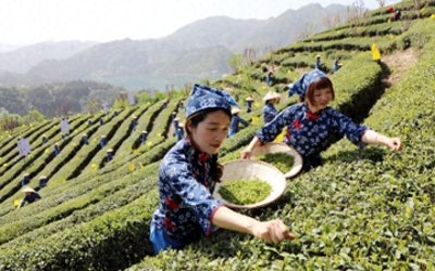 ​湖北竹山：硒与茶联袂 奏响富民强县交响曲