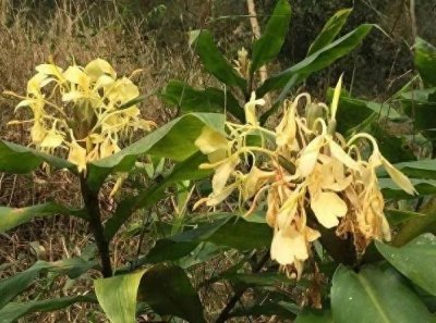 ​黄姜花，人间佛花