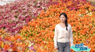 ​寻梦盐城大丰，邂逅荷兰花海的温柔时光