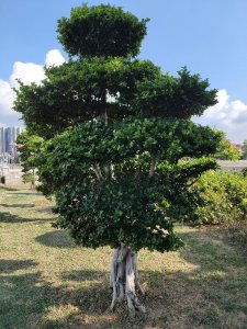 ​东莞横沥一一一个美丽的现代小镇