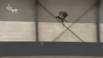 ​喔唷，老鹰要抓无人机啦！