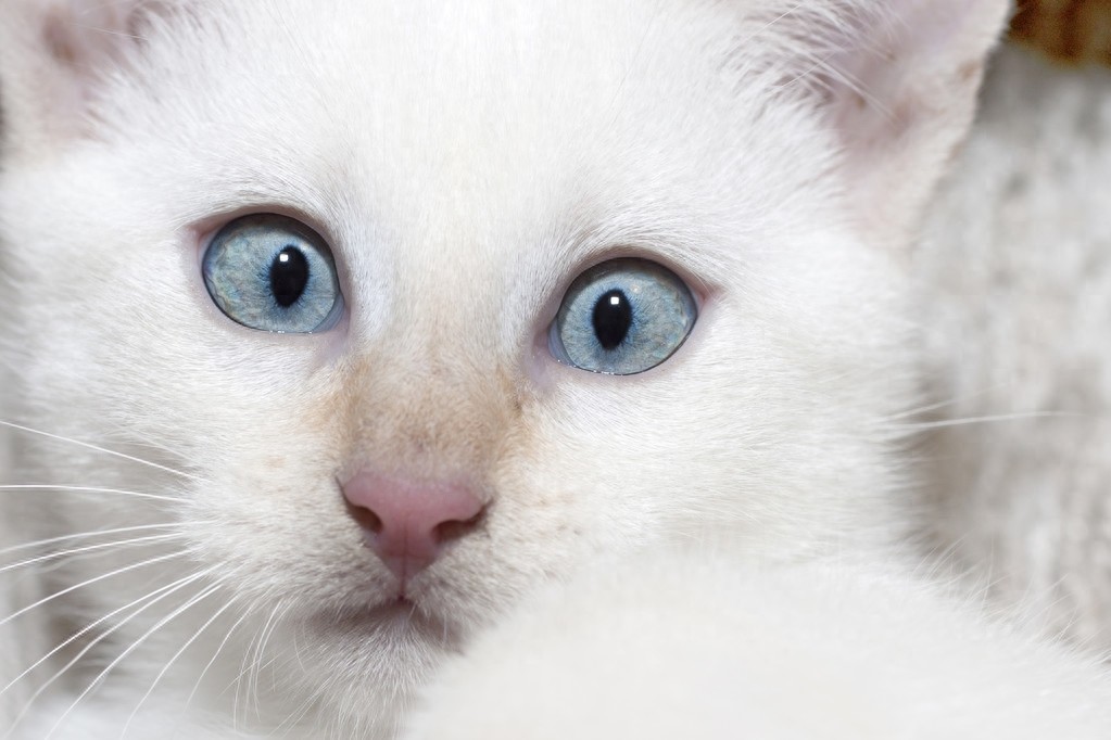 今天来介绍一下常见的蓝眼白猫、黄眼白猫和各种异瞳白猫