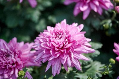 ​30首菊花诗词，总有一首，唯美了整个秋天