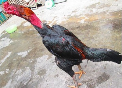 ​越南斗鸡资料分享