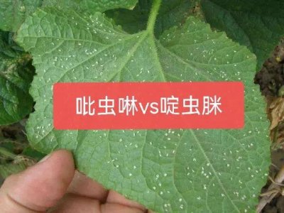 ​吡虫啉和啶虫脒都能治蚜虫，哪个效果更好？二者有何区别？