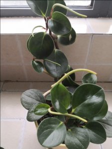 ​豆瓣绿开花了怎么办？教你如何实现一盆变多盆，信不信由你！