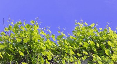 ​tend to do sth 和 tend to sth 两者孰是孰非，还是都是对的