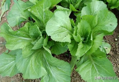 ​菜地里吃不完的芥菜不要丢，教你一个方法，一天成酸菜，久放不坏