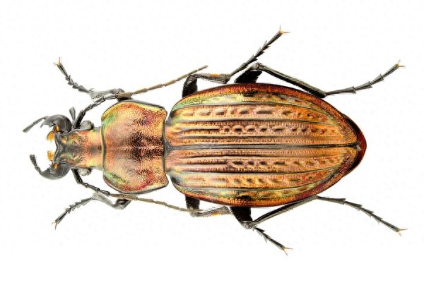 色彩斑斓的“步甲虫”