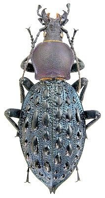 色彩斑斓的“步甲虫”