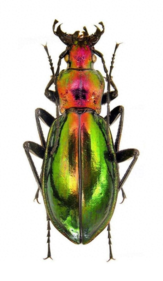 色彩斑斓的“步甲虫”