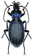 色彩斑斓的“步甲虫”