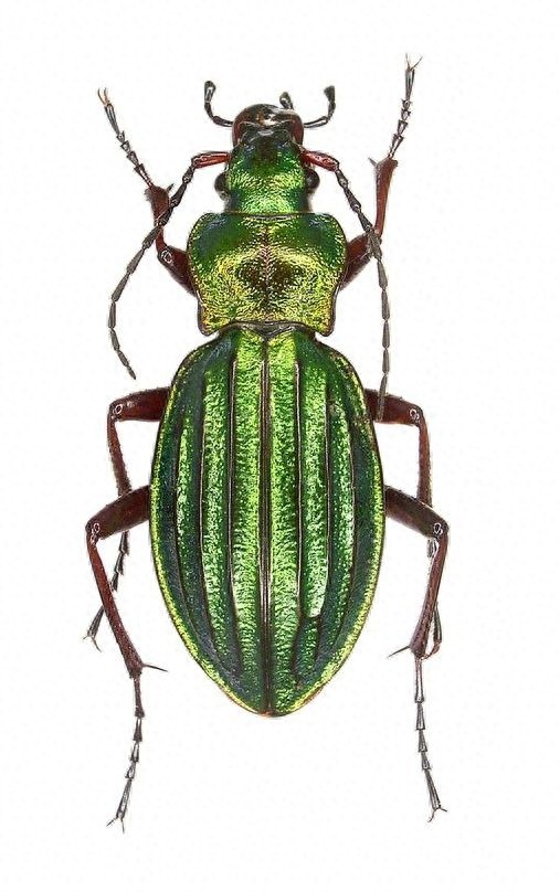 色彩斑斓的“步甲虫”