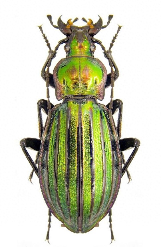 色彩斑斓的“步甲虫”