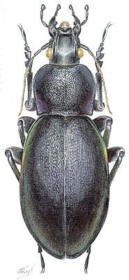 色彩斑斓的“步甲虫”