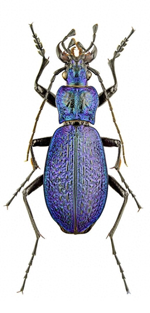 色彩斑斓的“步甲虫”