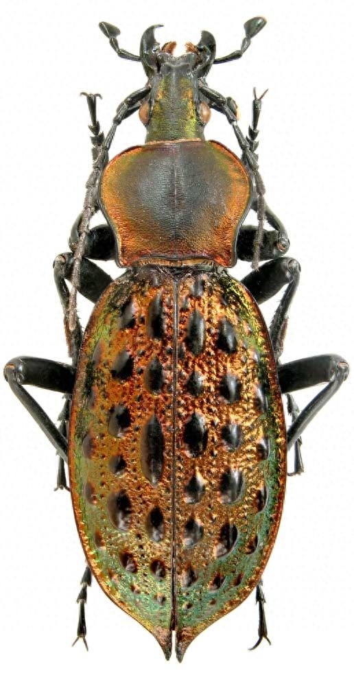 色彩斑斓的“步甲虫”