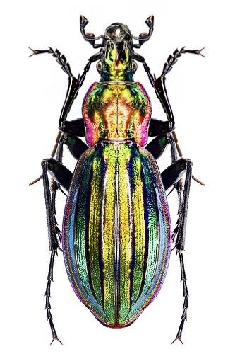 色彩斑斓的“步甲虫”