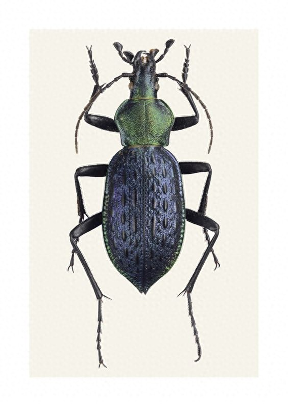 色彩斑斓的“步甲虫”