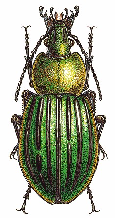 色彩斑斓的“步甲虫”