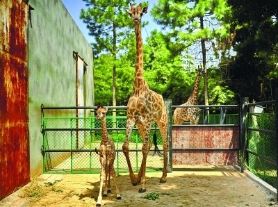 探访长沙生态动物园