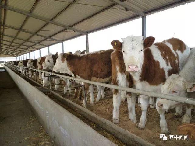 养牛知识和养牛技术（教你如何正确养牛）(2)